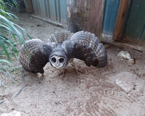 Australian Wildlife Sanctuary - 2015 2