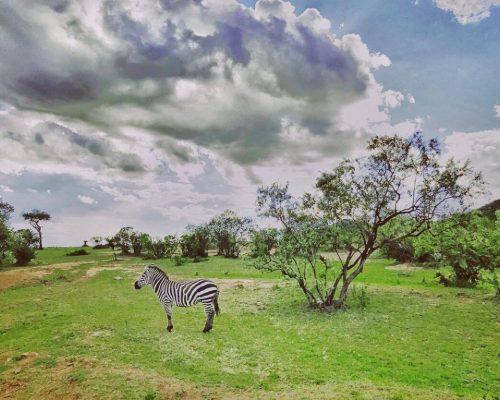 _Maasai Mara