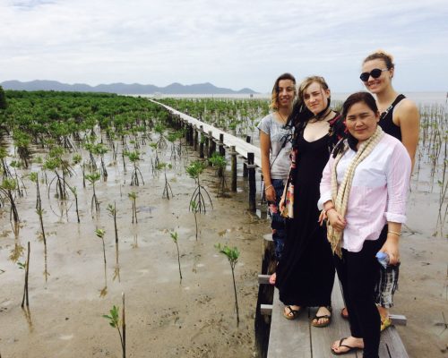 Mangrove nursery