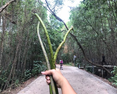 Mangrove seed