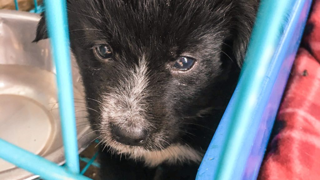 Nepal Stray Dog Rehabilitation