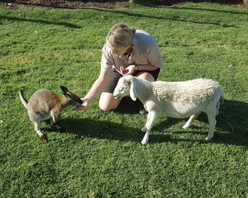 feeding a wallabie