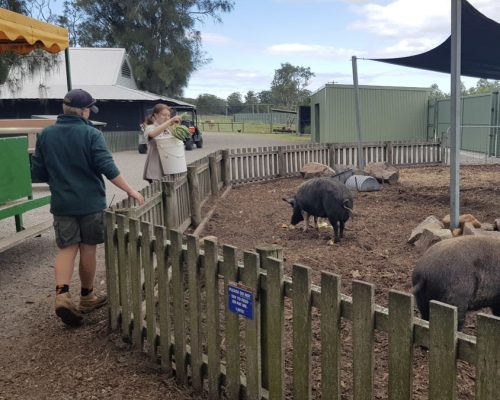 feeding the pigs