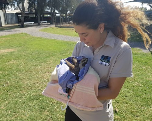 Newcastle wildlife volunteering