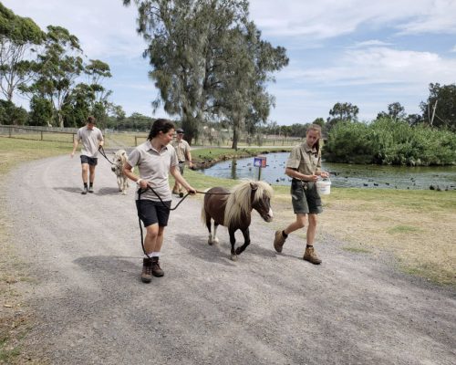 walking a pony