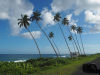 palm trees and blue skies