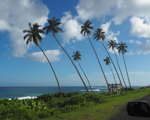 palm trees and blue skies