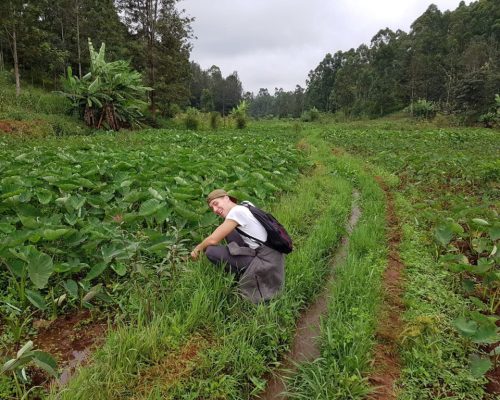 Participant weeding out indeginious crops