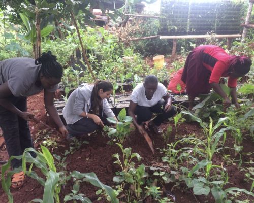 Participants working in the local farm