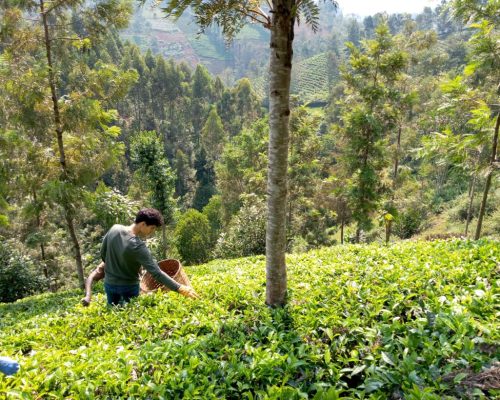 _Picking tea