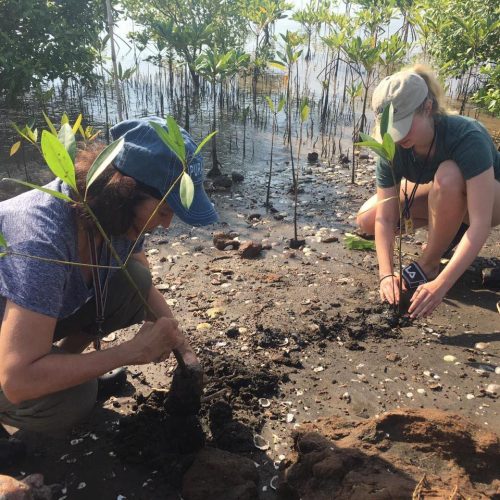 Plant mangrove trees at the field