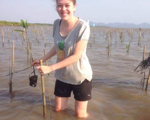 Planting Mangrove tree at the beach