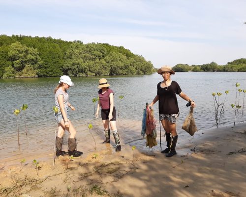 Planting mangrove thailand