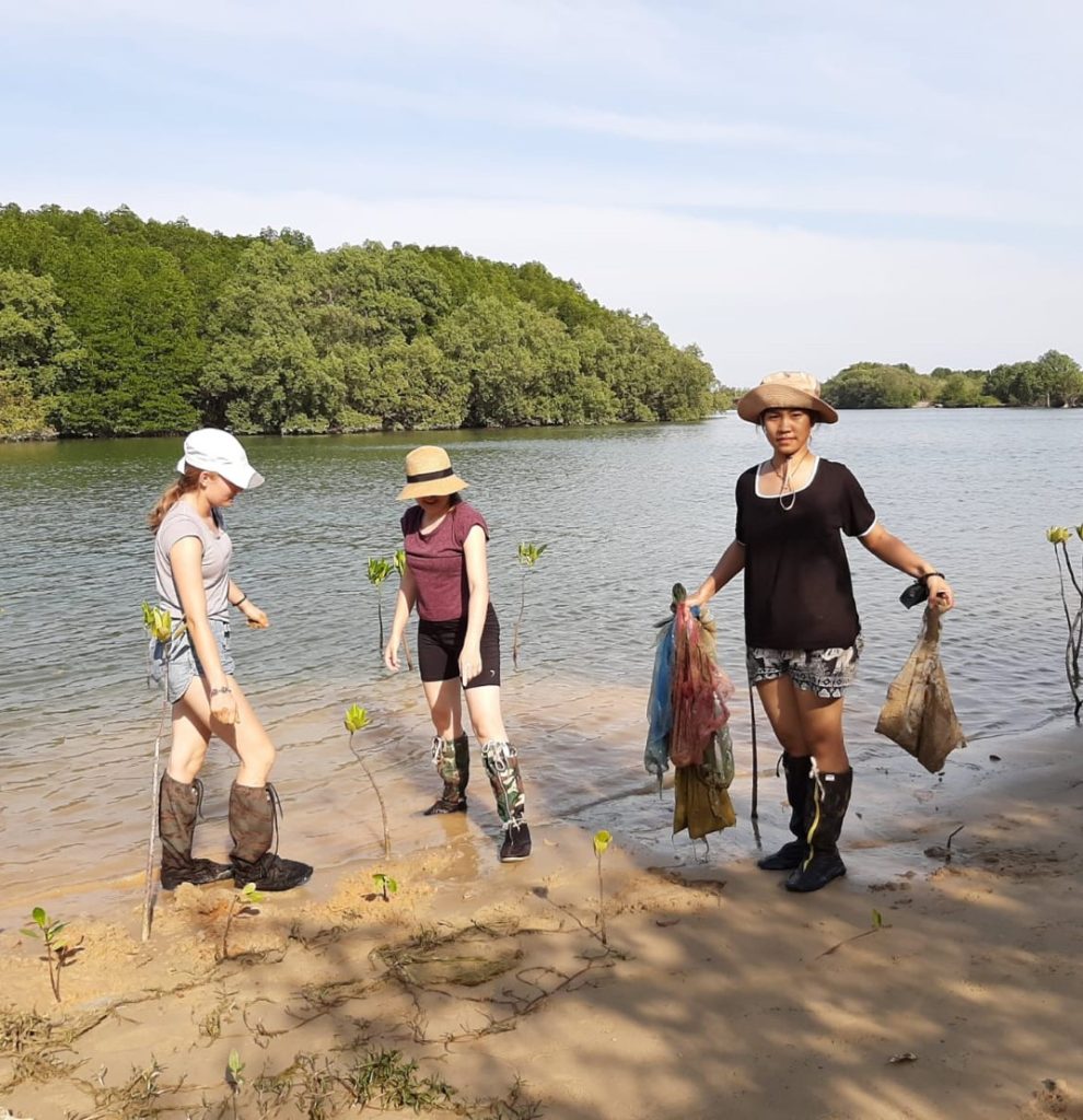 Planting mangrove thailand