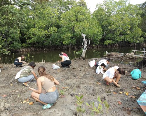 Planting new mangrove