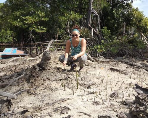 Planting new mangrove