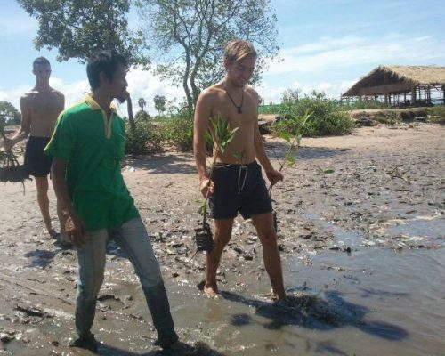 Planting new mangroves