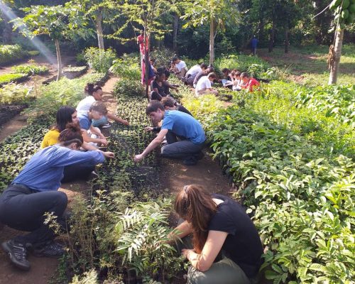 Planting trees on conservation project