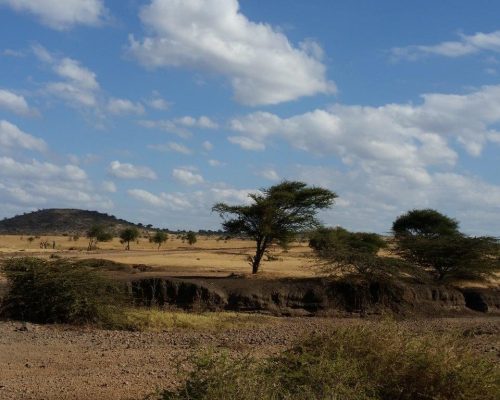 Savannah in Tanzania