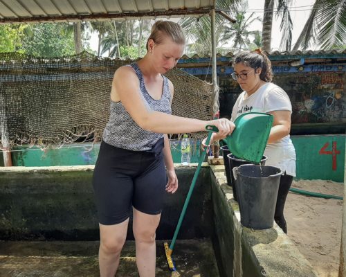 Sri Lanka Turtle project cleaning tanks