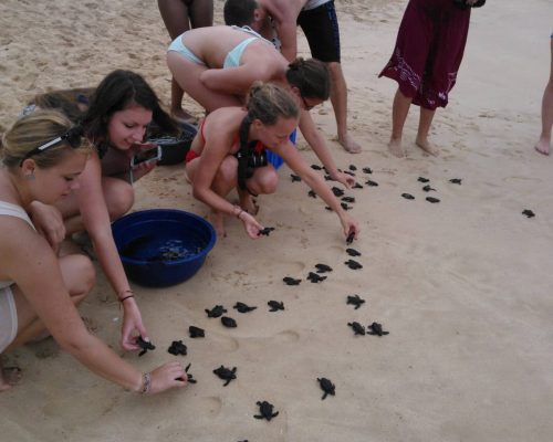 Srilanka turtle conservation