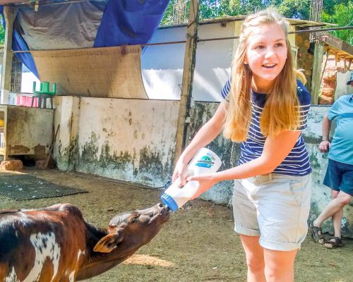 feeding cow