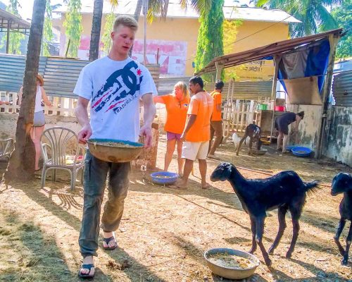 feeding goat