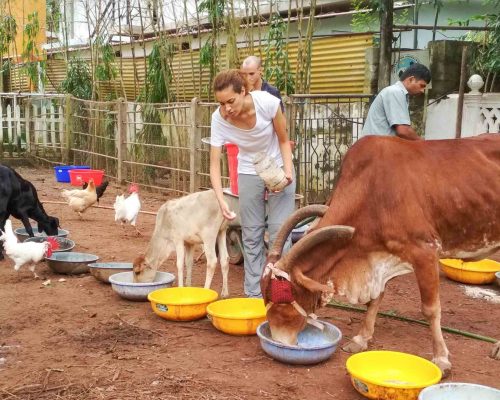 feeding the cows