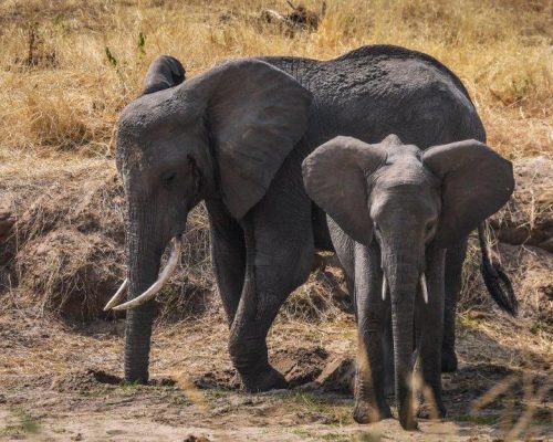 _Tarangire National Park - Elephants