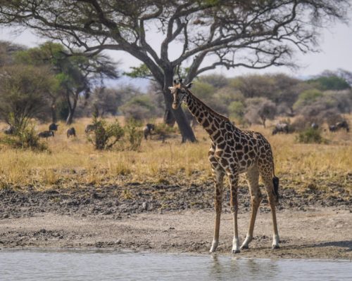 Tarangire National Park - Giraffe