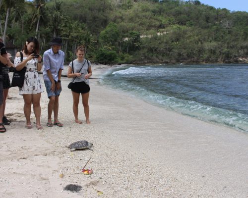 releasing turtle into sea