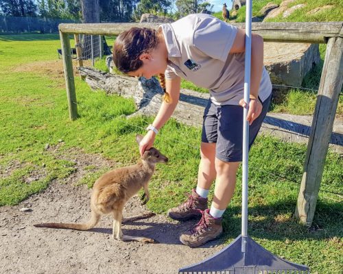 Wallaby saying hello-Newcastle