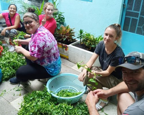 Washing Vegetable (1)