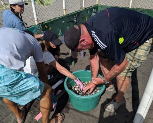 collecting turtle eggs