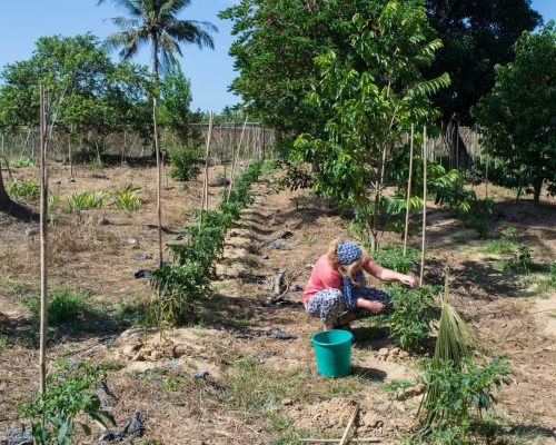 _Working in a farm