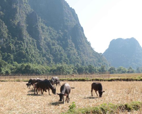 cattle in laos