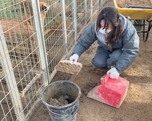 cleaning kennels