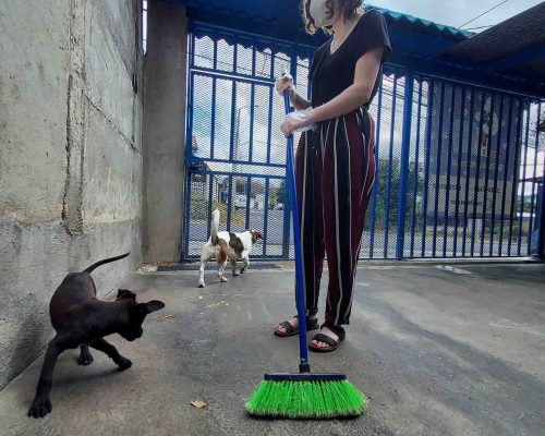 cleaning kennels