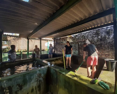 cleaning turtle tanks in Ambalangoda