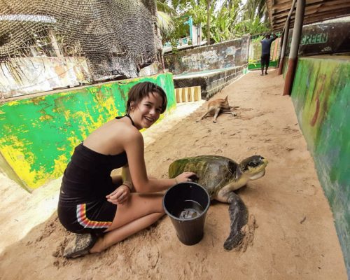 cleaning turtles in Sri Lanka