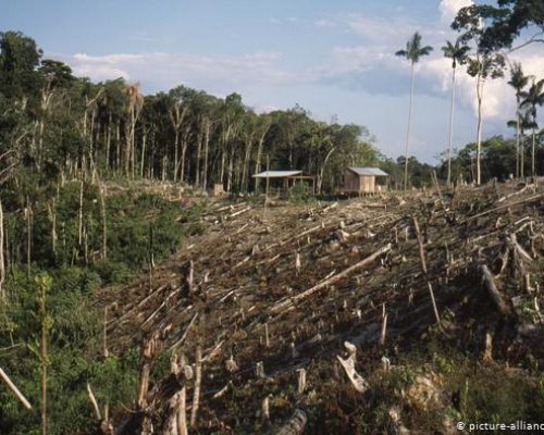 clear cutting deforestation amazon jungle issues