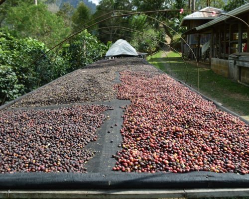 coffee beans drying