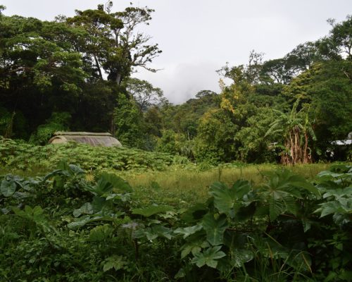 coffee farm Costa Rica