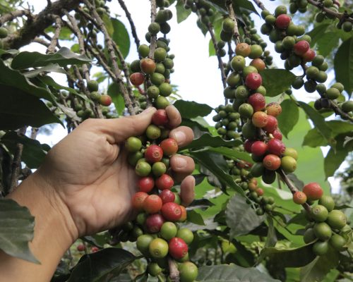 coffee on the trees