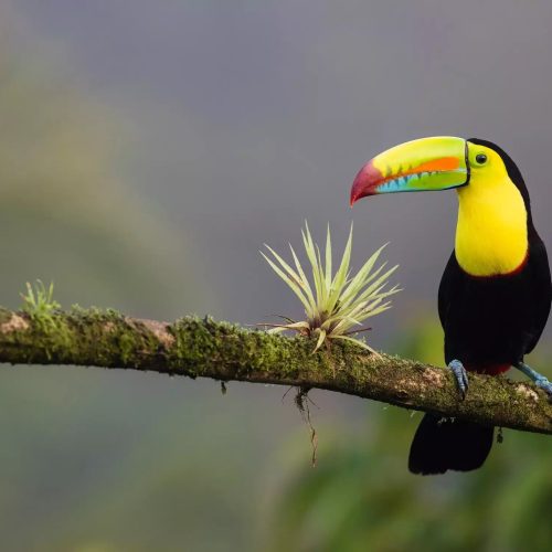 colourful-bird-in-costa-rica-1