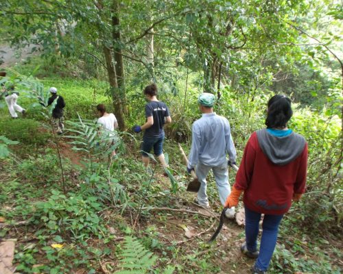 jungle walk conservation