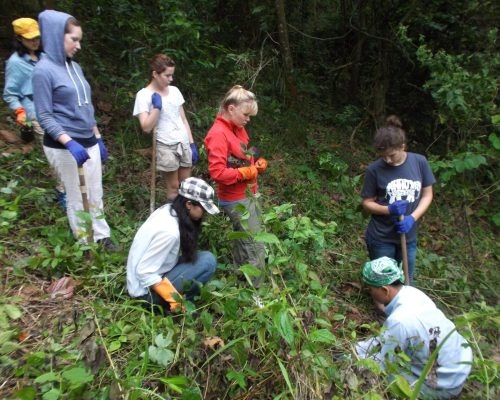 jungle conservation program planting trees volunteers