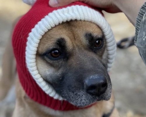 dog in santa hat