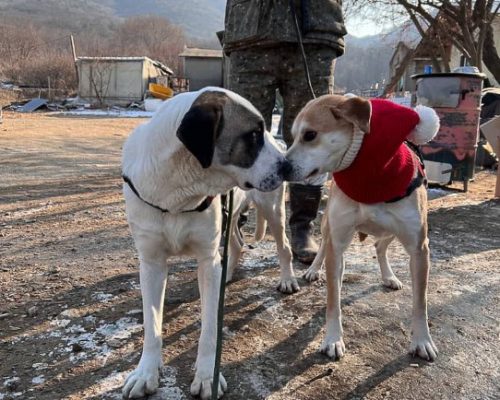 dogs in seoul centre