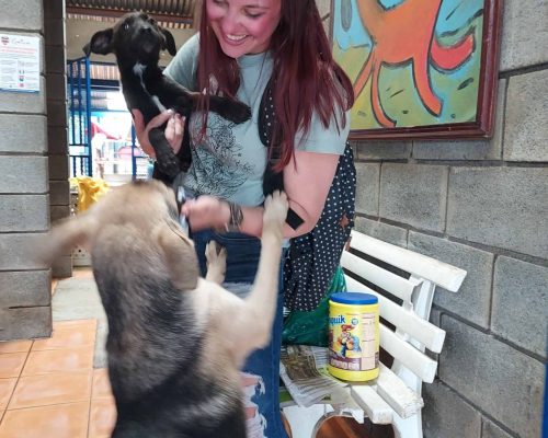 dogs shelter costa rica